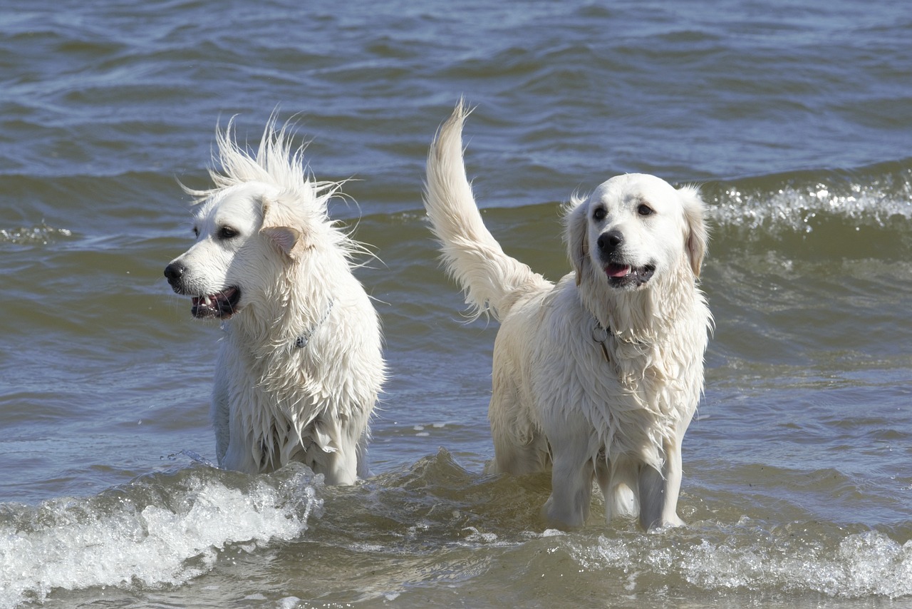 A Guide to the Different Types of Retrievers